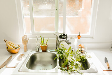 house plants in kitchen sink being watered