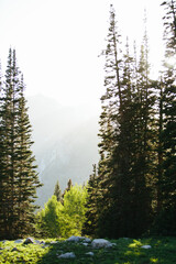 Sun shining through pine trees in the mountains of Utah in summertime