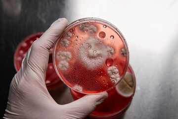 mold in a petri dish. Microbiological studies in laboratory cond