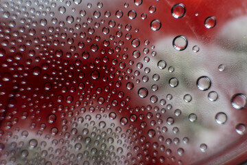 mold in a petri dish. Microbiological studies in laboratory cond