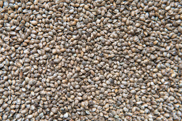 marijuana grain macro photo. Legalization of cannabis cultivatio