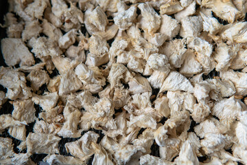 Hericium erinaceus is a medicinal mushroom for mental health. Me