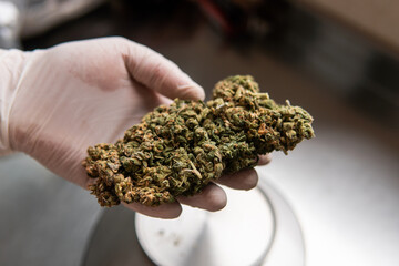 pressed marijuana buds on metal scales. Legalization of the recr