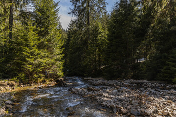 Mountain river with stones and pine forest at daylight.