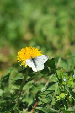  White cabbage butterfly   sitting on the yellow dandelion flower  .  Free copy space . Insects outdoors photo