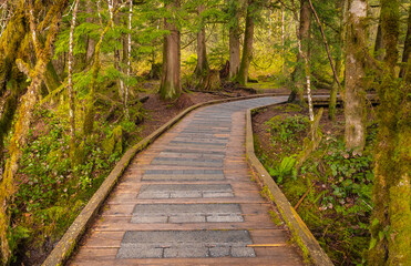 Eco path wooden walkway in the forest. Ecological trail path. Wooden path in the National park in Canada.