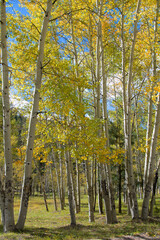 Autumn Aspen Forest.
