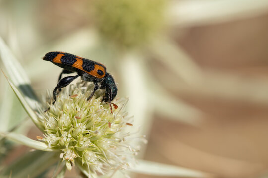 Trichodes leucopsideus. Escarabajo ajedrezado. Escarabajo naranja con puntos negros alimentandose de polen en la flor de un cardo.