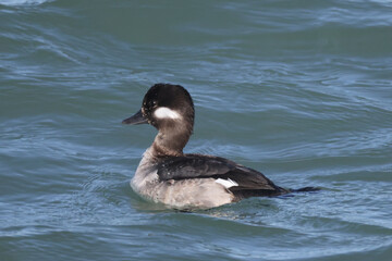 Bufflehead hen in breeding season on high waves in lake on bright sunny spring day