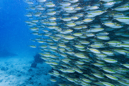 a school of fusilier fish close to Koh Tao in Thailand