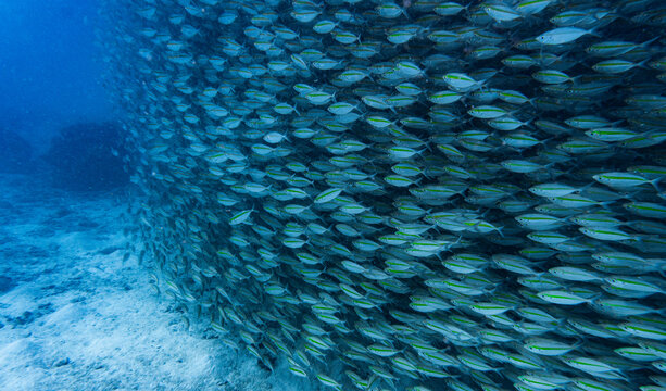 a school of fusilier fish close to Koh Tao in Thailand