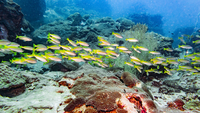 a school of fusilier fish close to Koh Tao in Thailand