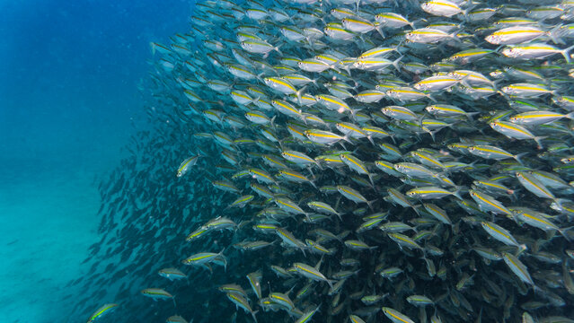 a school of fusilier fish of the coast of Thailand
