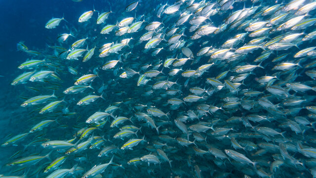 a school of fusilier fish of the coast of Thailand