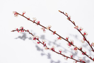 Blooming apricot branches isolated on white background. Greeting card, traditional spring flowers