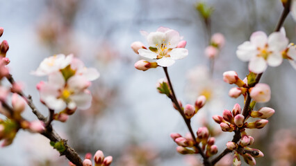Cherry blossom branches in the spring garden. Spring concept