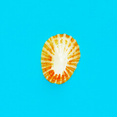 Flat Lay isolated image of a coastal seashell on a blue background