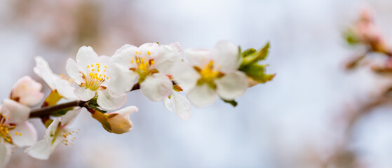 Cherry blossom branches in the spring garden. Spring concept