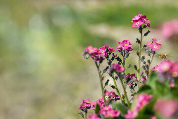 Pink cultivar of forget-me-not (Genus Mysotis).Copyspace. Focus on the blossom in the upper middle.