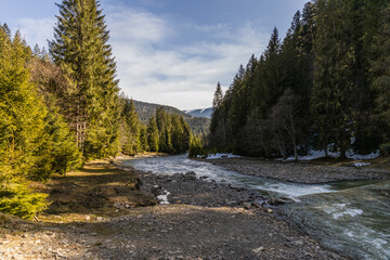 Landscape with coniferous forest and river with sky at background.