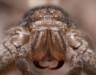 Extreme macro closeups of insects