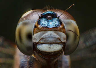 Extreme macro closeups of insects