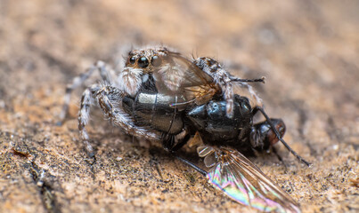 Extreme macro closeups of insects