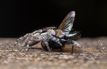 Extreme macro closeups of insects