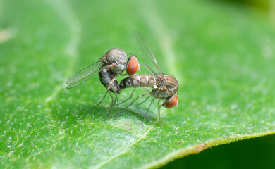 Extreme macro closeup of insects