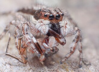 Extreme macro closeup of insects