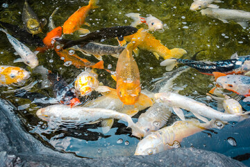 A flock of Japanese carp swimming in a pond.