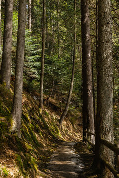 Walkway between evergreen trees and moss on hill in forest. © LIGHTFIELD STUDIOS