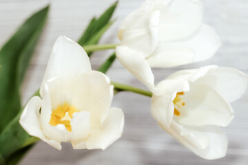 Naklejka na ściany i meble Bouquet of white tulips on a wooden white background, space for text.