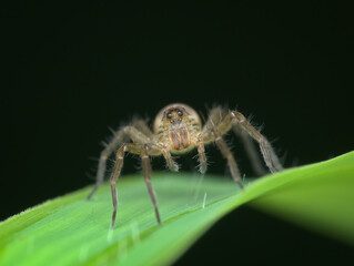Pirate wolf spider on the grass