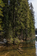 Pine trees on shore of lake in forest.
