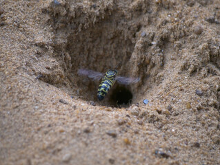 the sand wasp is flying in front of the hole