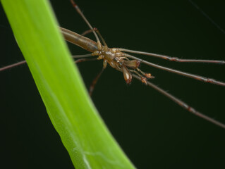 long jawed orb weavers spider spread it legs