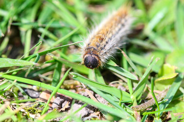 plusieurs chenilles (chenille) processionnaires (processionnaire) du pin dans de l'herbe verte (gazon vert) en troupeau en gros plan (macro) - (thaumetopoea pityocampa)