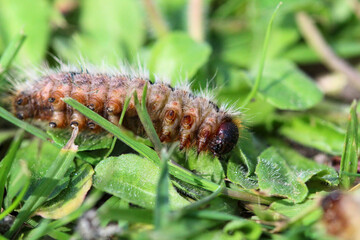 Fototapeta premium chenille processionnaire du pin sur le côté avec les pattes et fausses pattes visibles dans de l'herbe verte (gazon vert) en gros plan (macro) - (thaumetopoea pityocampa)