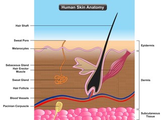 Human skin anatomy infographic diagram cross section structure and parts layers epidermis dermis subcutaneous tissue sweat gland hair blood vessel for biology physiology science education vector - obrazy, fototapety, plakaty