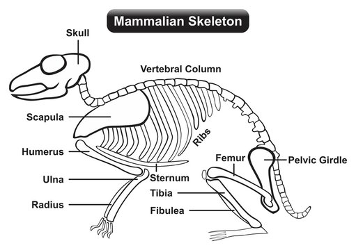 Mammalian skeleton anatomy infographic diagram skull vertebral column ribs scapula humerus ulna radius femur tibia fibula femur sternum and pelvic girdle for paleontology biology education vector