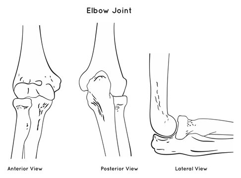 Elbow joint anatomy anterior posterior and lateral views for anatomical science education scheme with skeletal bone structure humerus radius ulna arm forearm medical physics physiotherapy  vector