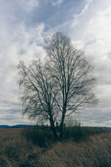 Birches by a brook in the cultural landscape of Toten, Norway, in spring.