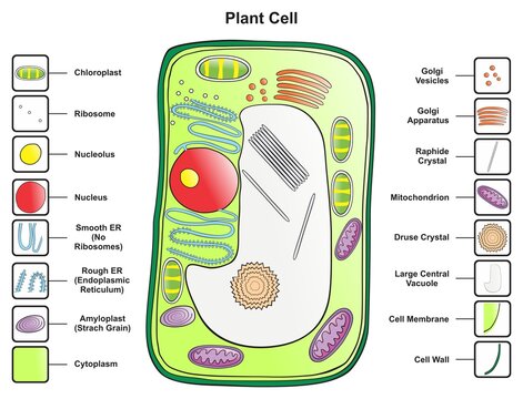 Plant cell structure anatomy infographic diagram with parts flat vector illustration design for biology science education school book concept microbiology organism scheme labels of components