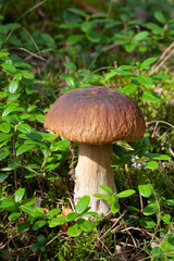 Wildlife of Europe - edible mushroom Penny Bun (King bolete) growing in forest