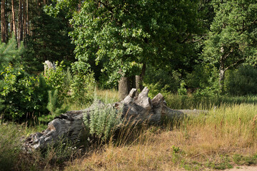 Trees, bushes and water - summer landscape near the Berezina river in Belarus