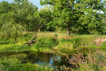 Trees, bushes and water - summer landscape near the Berezina river in Belarus