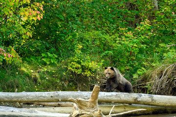 A grizzly cub (Ursus arctos horribilis) walking on the tree trunk by the Atnarko River in coastal...