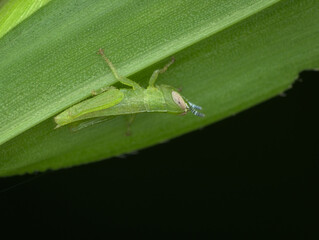 grasshopper nimfa under the grass - obrazy, fototapety, plakaty