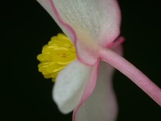 beautiful yellow flower pistil with shallow dept of focus